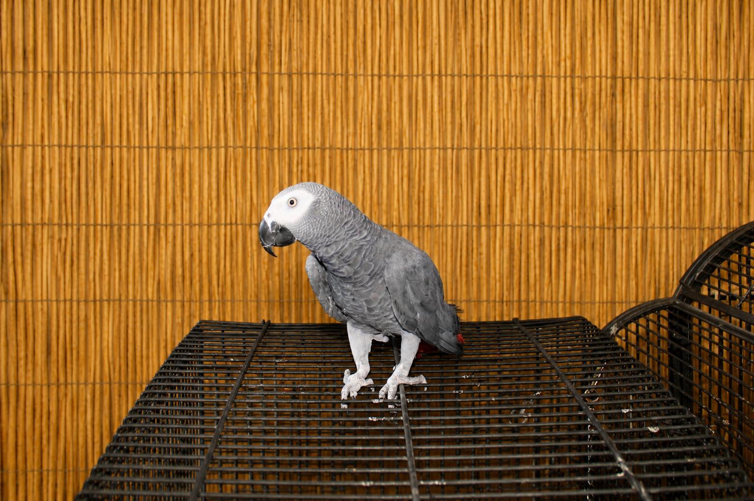 Tempie Male African Grey, a ADOPTABLE African Grey in Vancouver, WA image 1/5