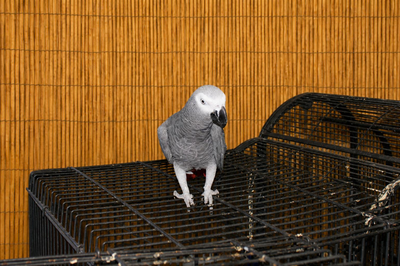 Tempie Male African Grey, a ADOPTABLE African Grey in Vancouver, WA image 3/5