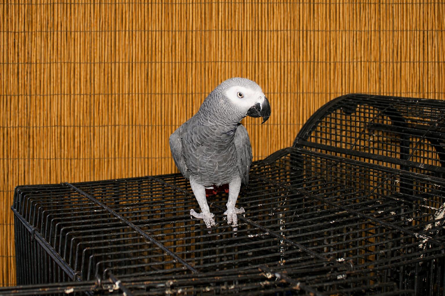 Tempie Male African Grey, a ADOPTABLE African Grey in Vancouver, WA image 2/5