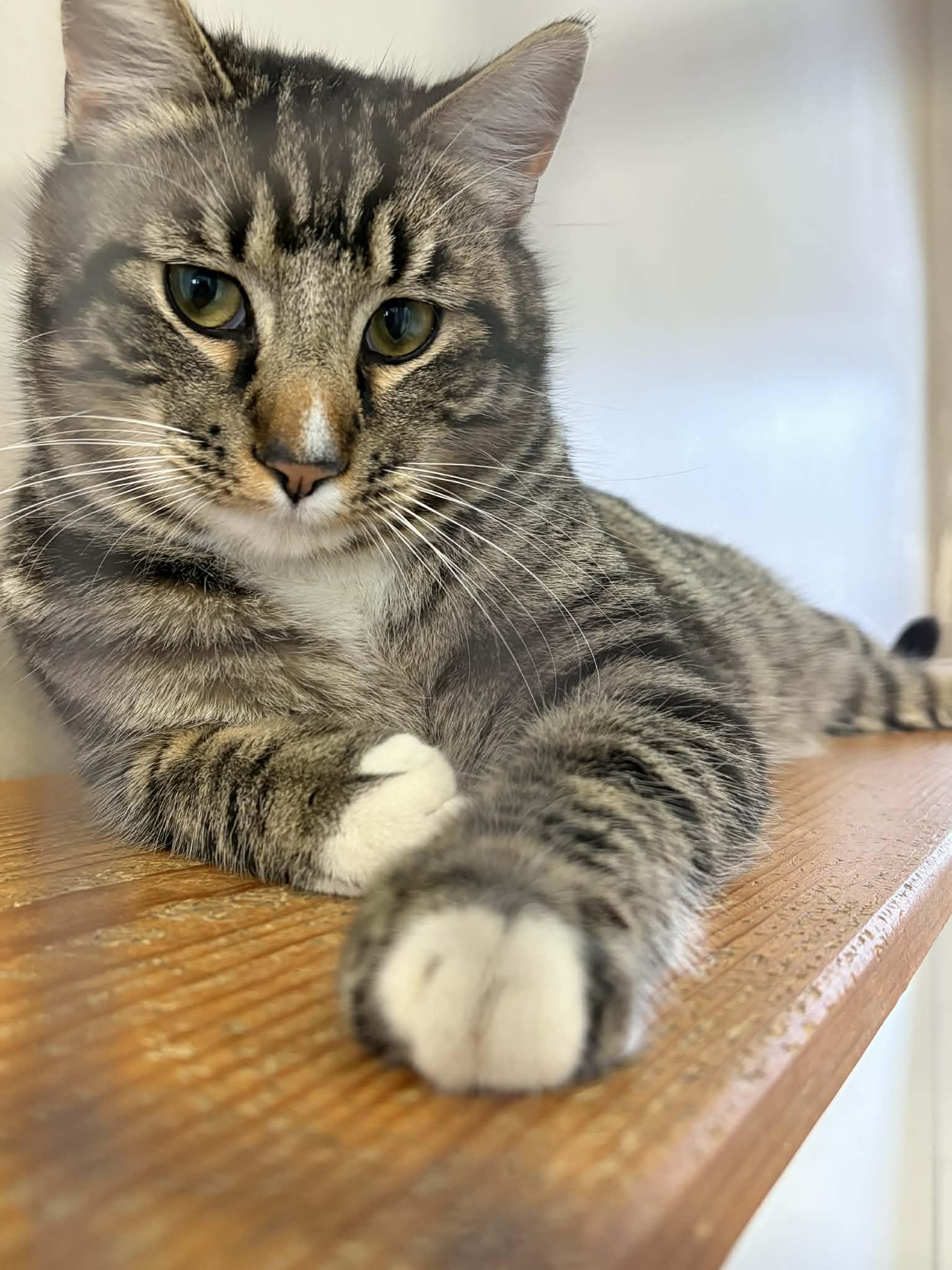 Enlarge PAWS, an adopted Domestic Short Hair in Louisa, KY image 1/4