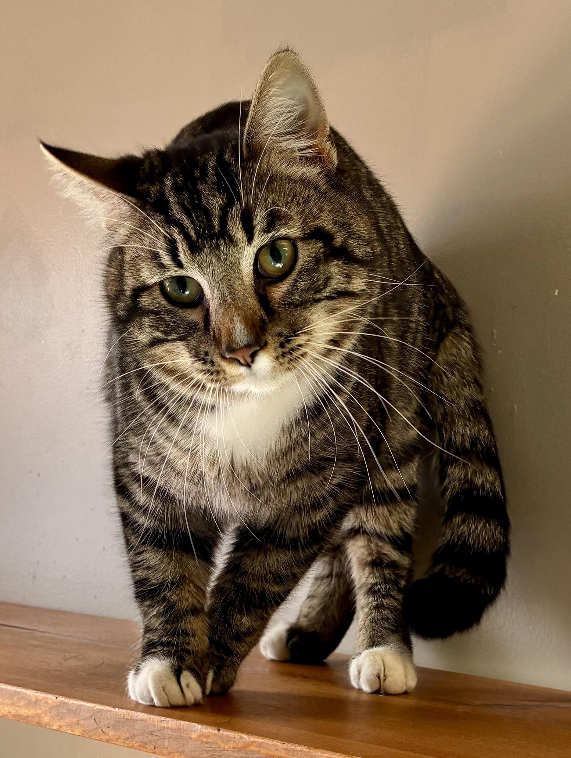 Enlarge PAWS, an adopted Domestic Short Hair in Louisa, KY image 4/4