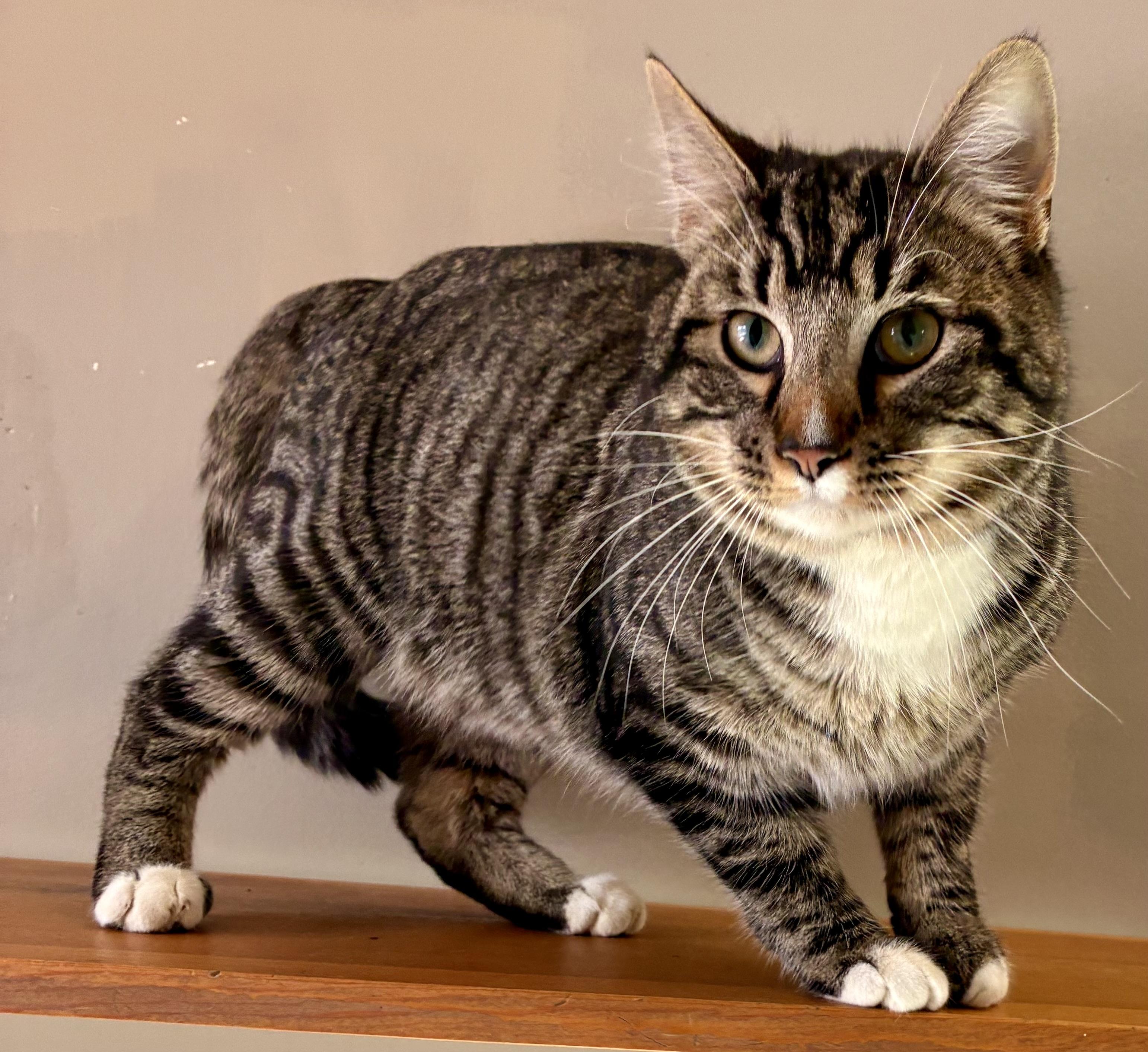 Enlarge PAWS, an adopted Domestic Short Hair in Louisa, KY image 2/4