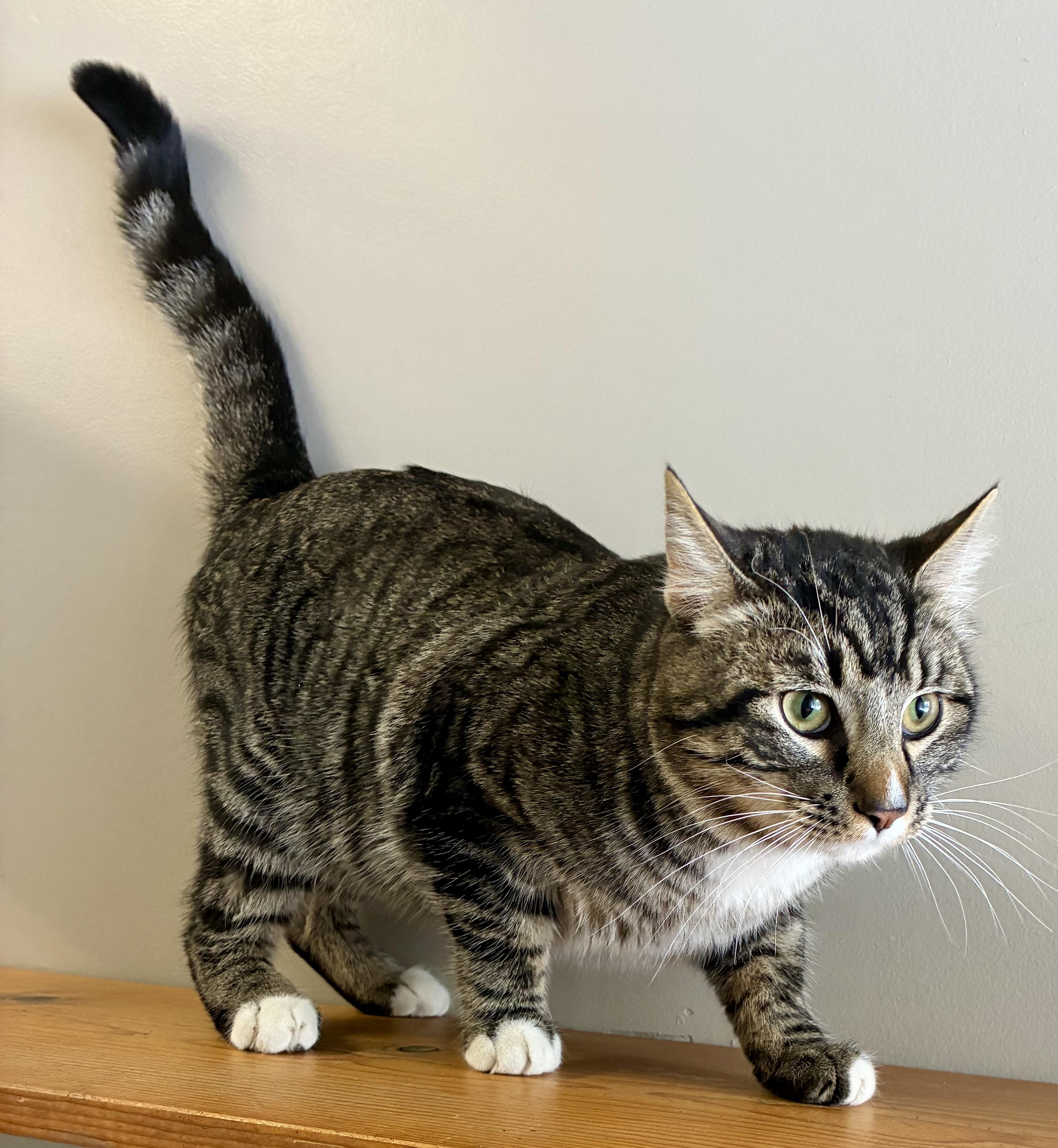 Enlarge PAWS, an adopted Domestic Short Hair in Louisa, KY image 3/4