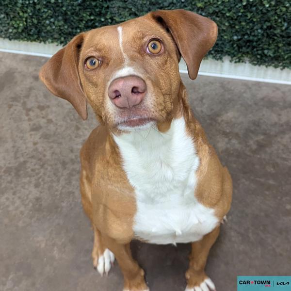 Enlarge Penny Lane, a Adoptable mixed breed in Lexington, KY image 1/1