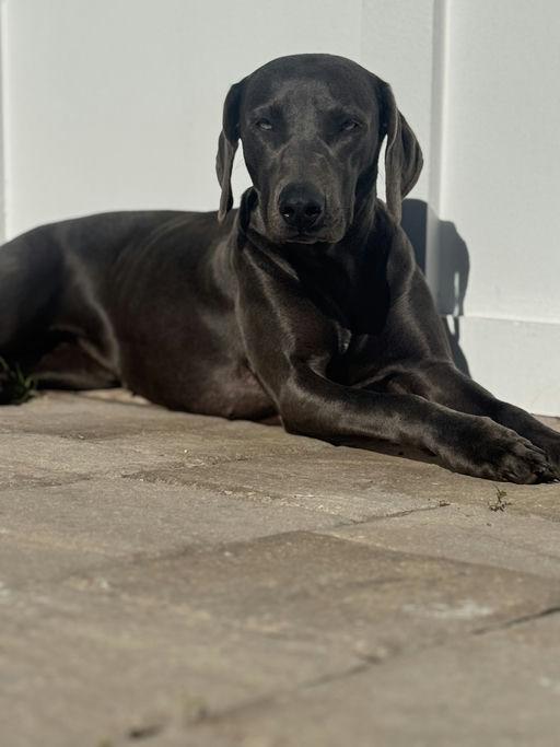 Gypsy, Adoptable, Adult Female Weimaraner.