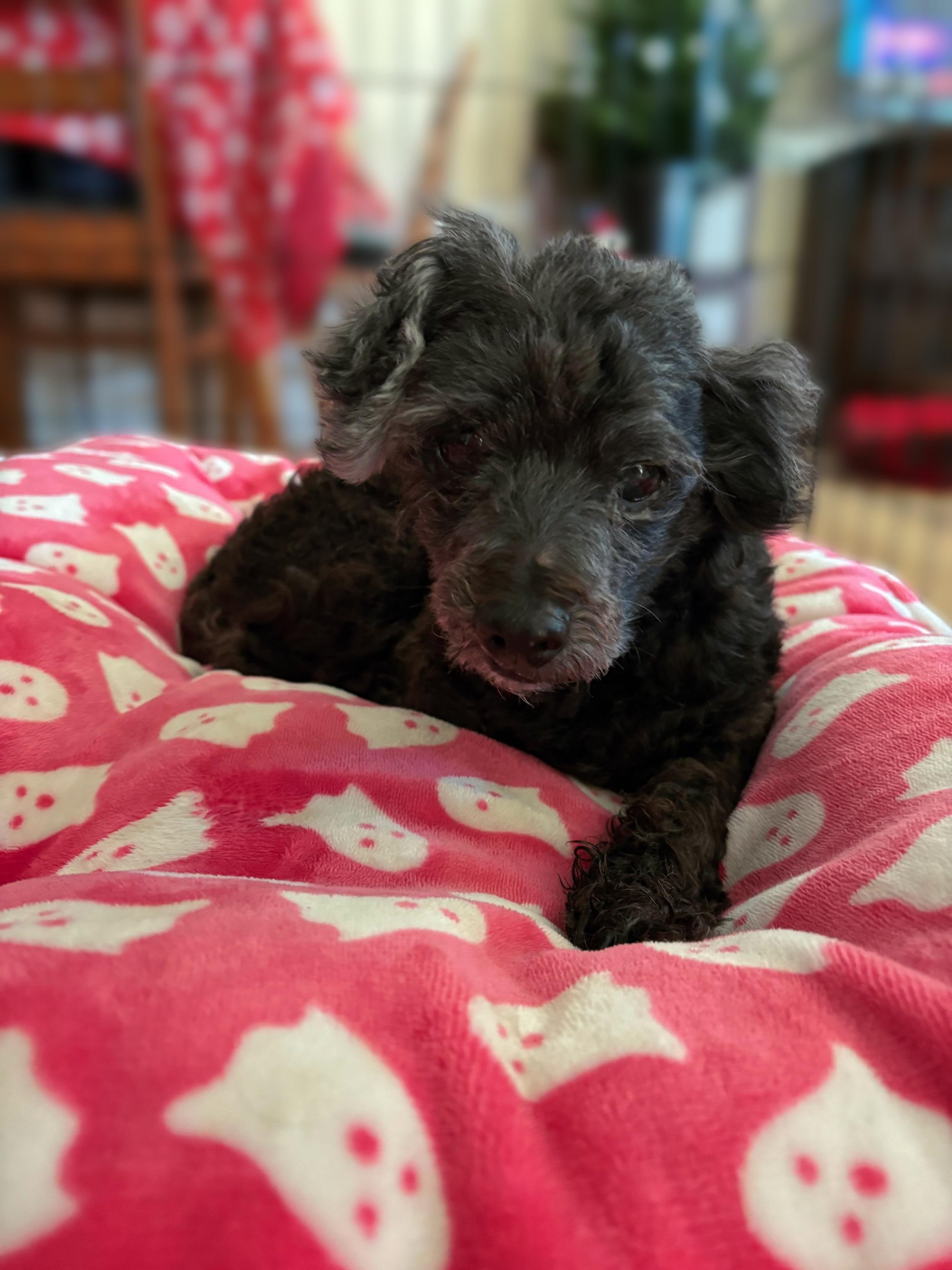 Doreen Fundle, Adoptable, Senior Female Maltipoo.