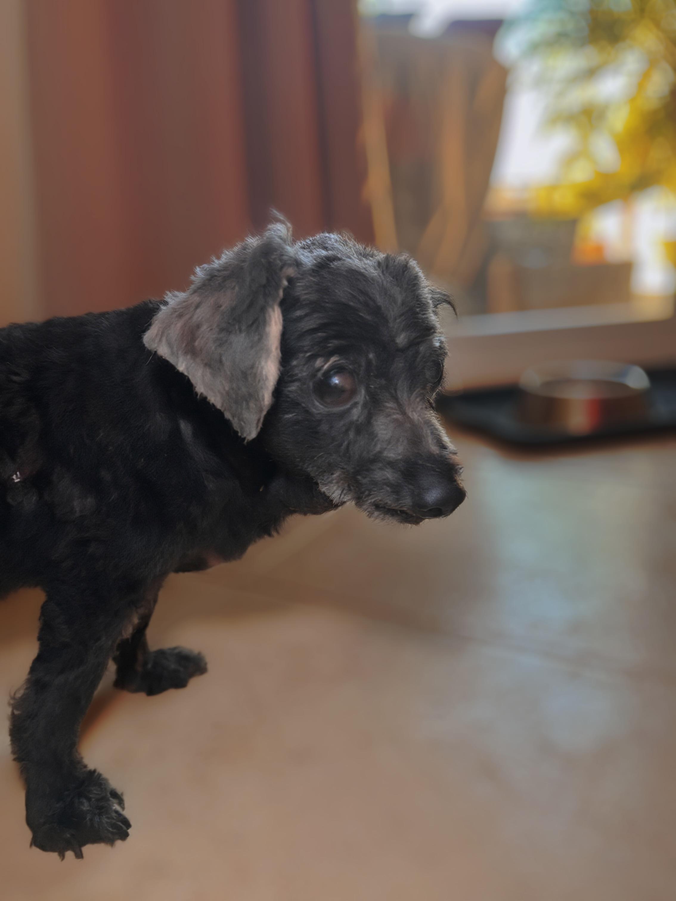 Doreen Fundle, an adoptable Maltipoo in Long Beach, CA, 90814 | Photo Image 3