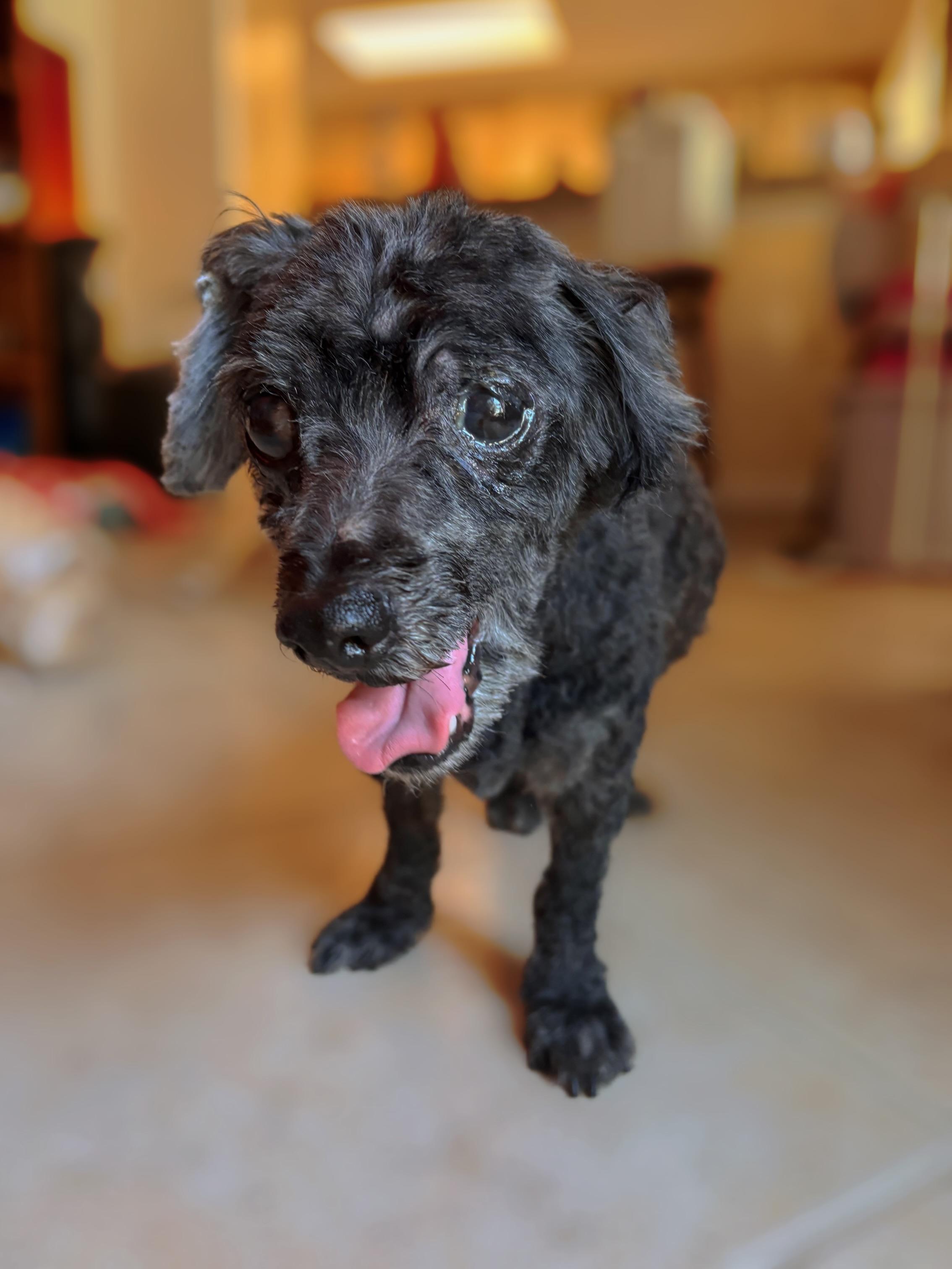 Doreen Fundle, a Adoptable mixed breed in Long Beach, CA image 3/4