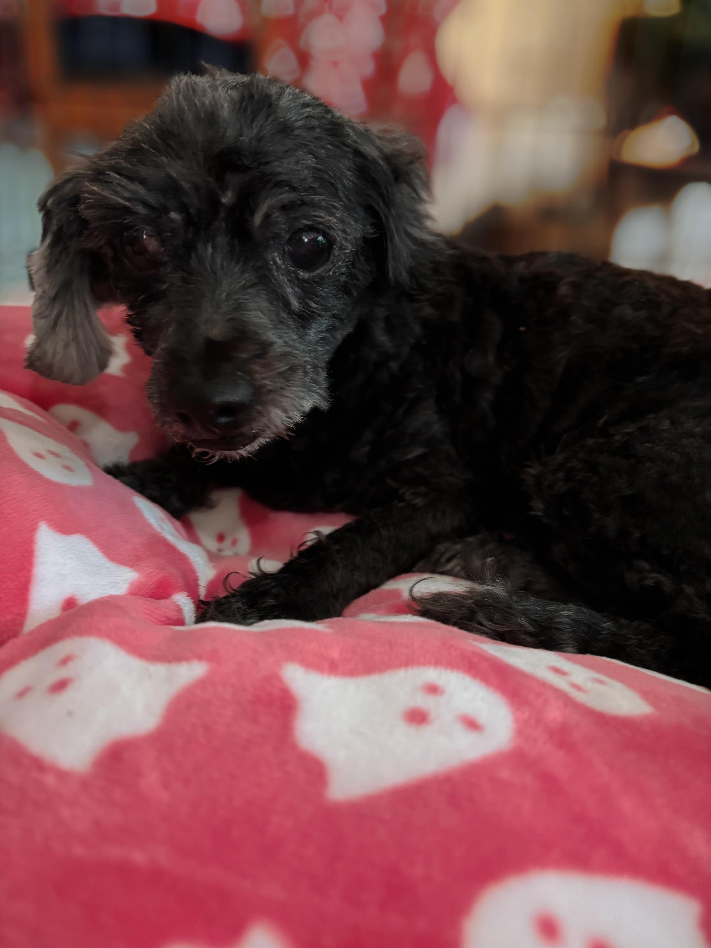 Doreen Fundle, a Adoptable mixed breed in Long Beach, CA image 4/4