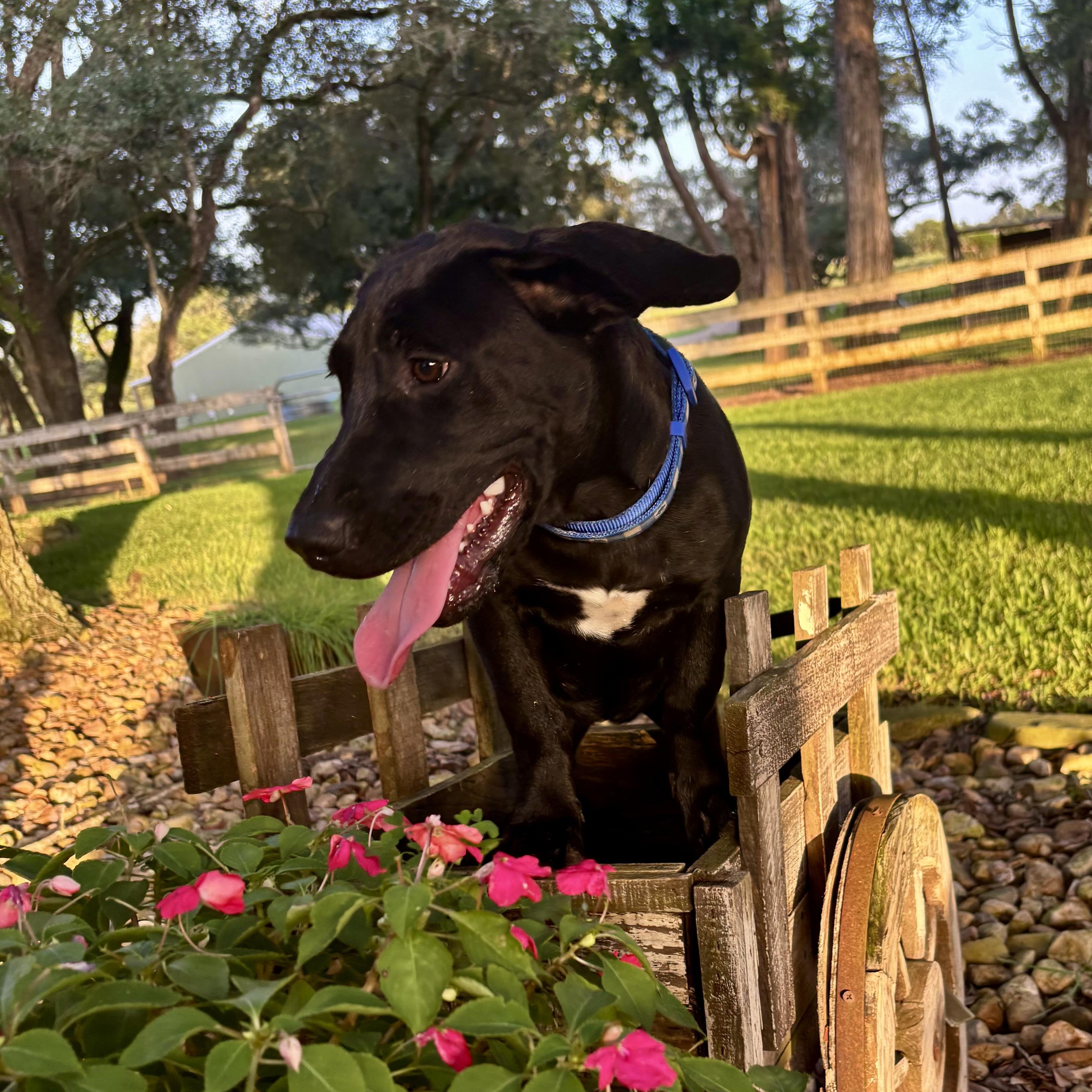 Dog for adoption - LOLLY ( NEW VIDEO-Best Friend, Kids, Water, Loving ...