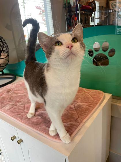 Flower (In Foster), Adoptable, Young Female Domestic Short Hair & Domestic Short Hair.