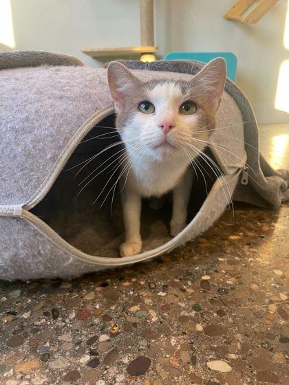 Enlarge Flower (In Foster), a Adoptable Domestic Short Hair in Louisville, KY image 2/3