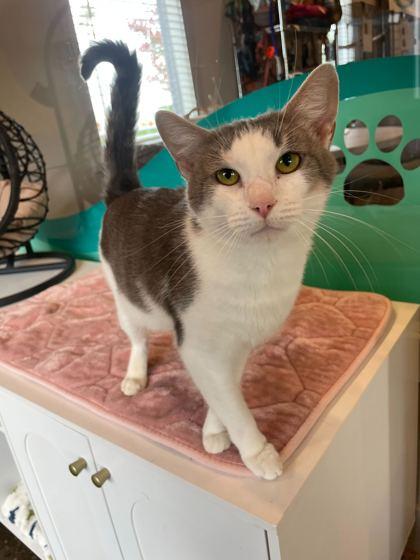 Enlarge Flower (In Foster), a Adoptable Domestic Short Hair in Louisville, KY image 3/3