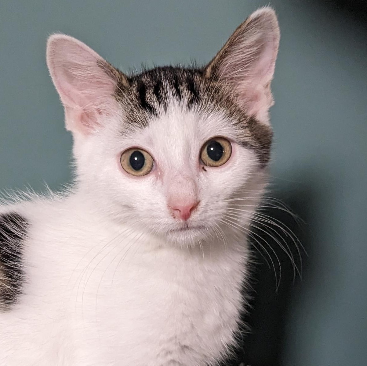 Tipo, a Adoptable Tabby in Shippenville, PA image 5/5