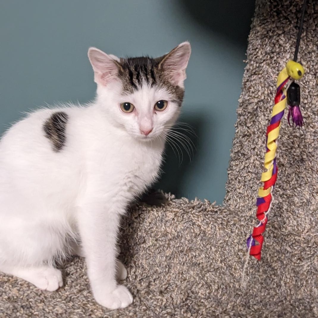 Tipo, a Adoptable Tabby in Shippenville, PA image 4/5