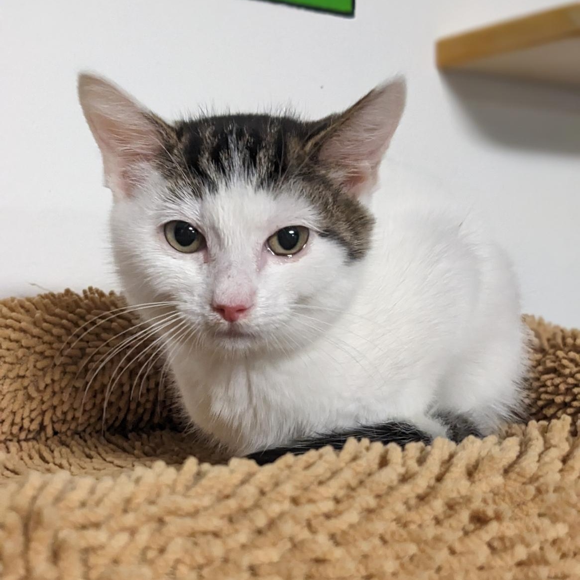 Tipo, Adoptable, Kitten Male Tabby.