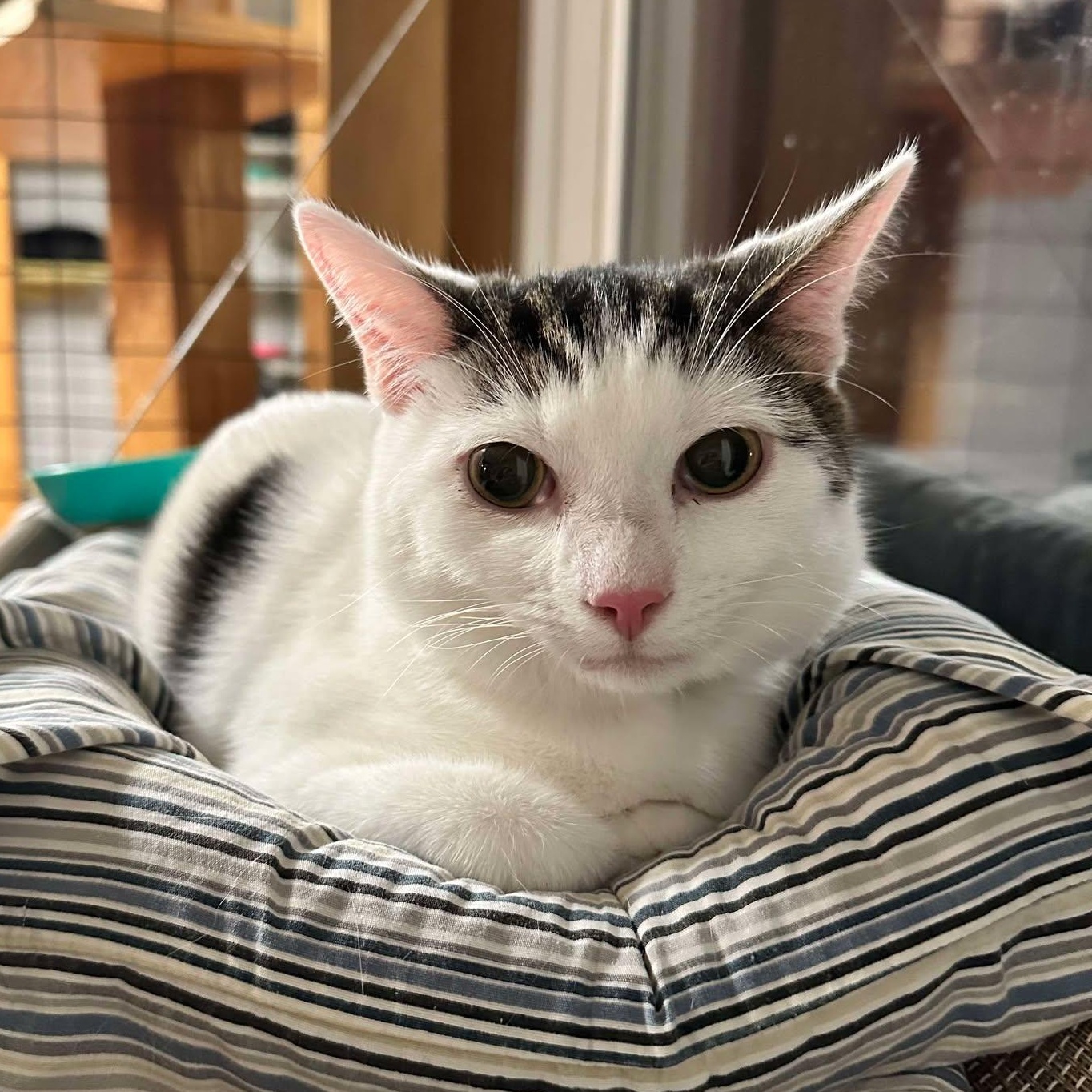 Enlarge Tipo, an adoptable Tabby in Shippenville, PA image 2/6