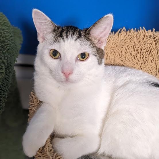 Tipo, a Adoptable Tabby in Shippenville, PA image 1/5