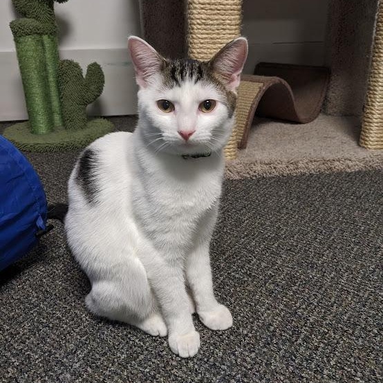 Tipo, a Adoptable Tabby in Shippenville, PA image 2/5