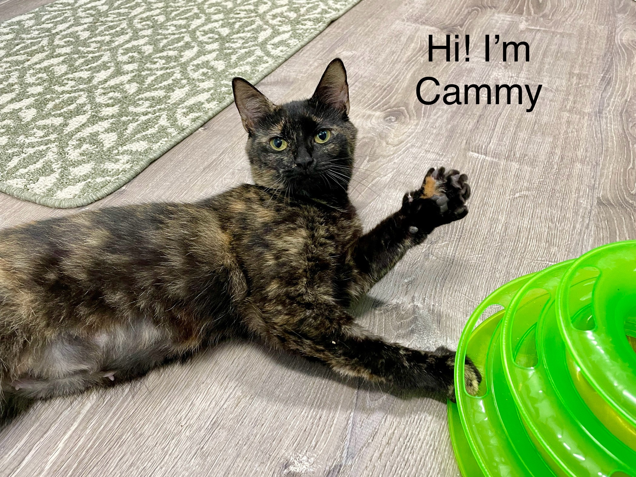 Cammy - Fee Sponsored!