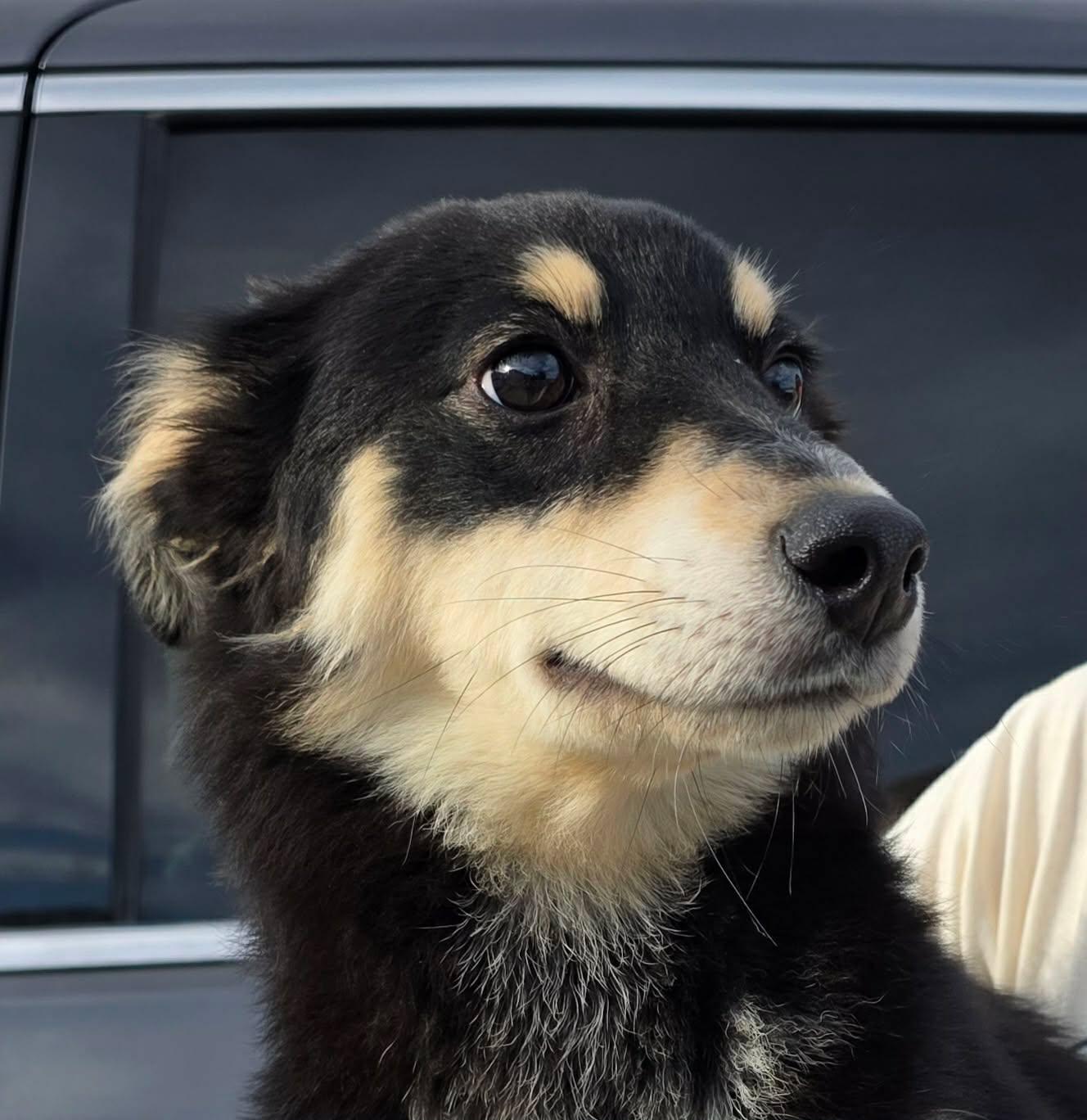 Tapioca, Adoptable, Puppy Female Siberian Husky & German Shepherd Dog.