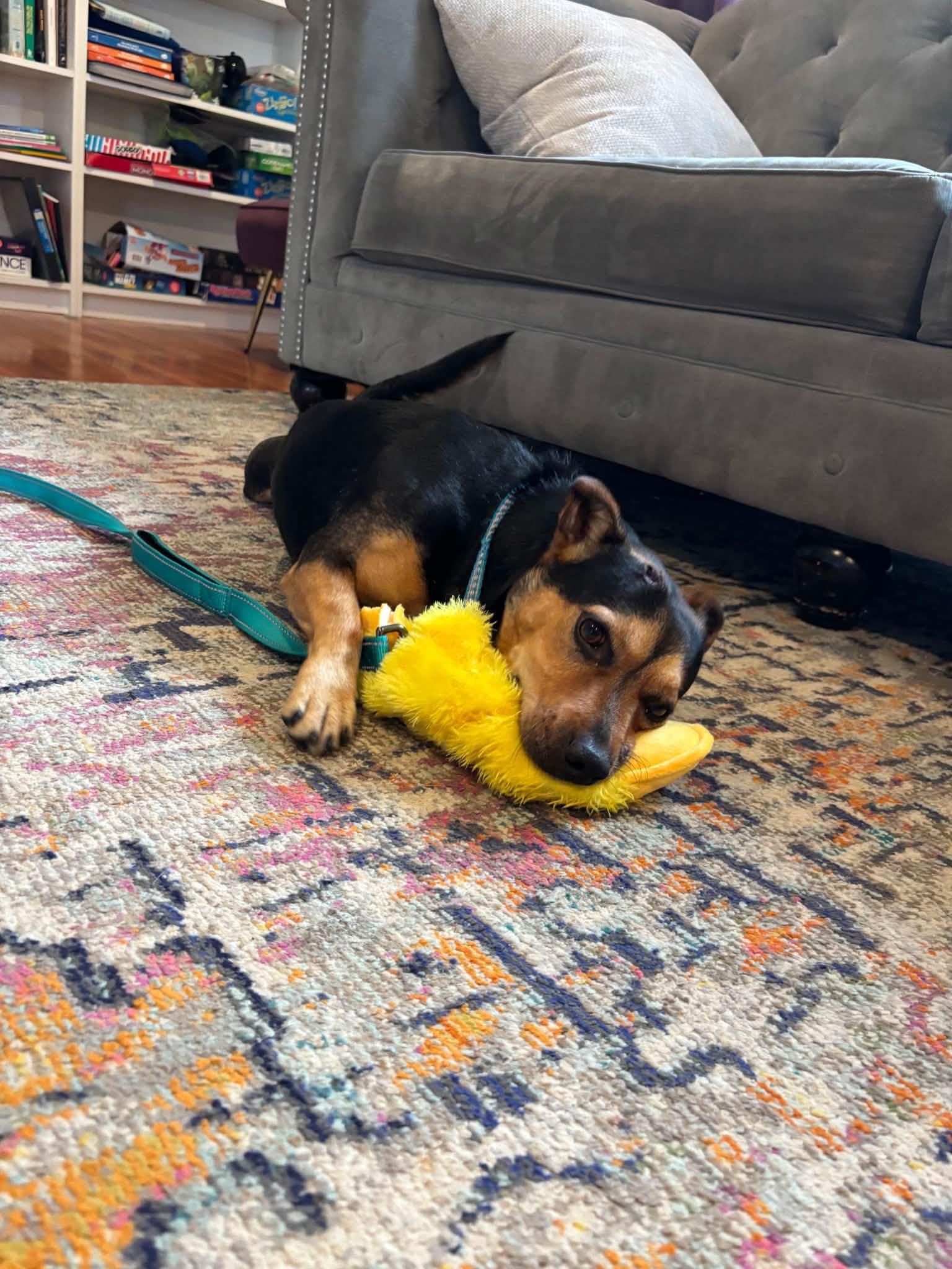 Oscar, a ADOPTABLE mixed breed in Riverdale, NJ image 2/4