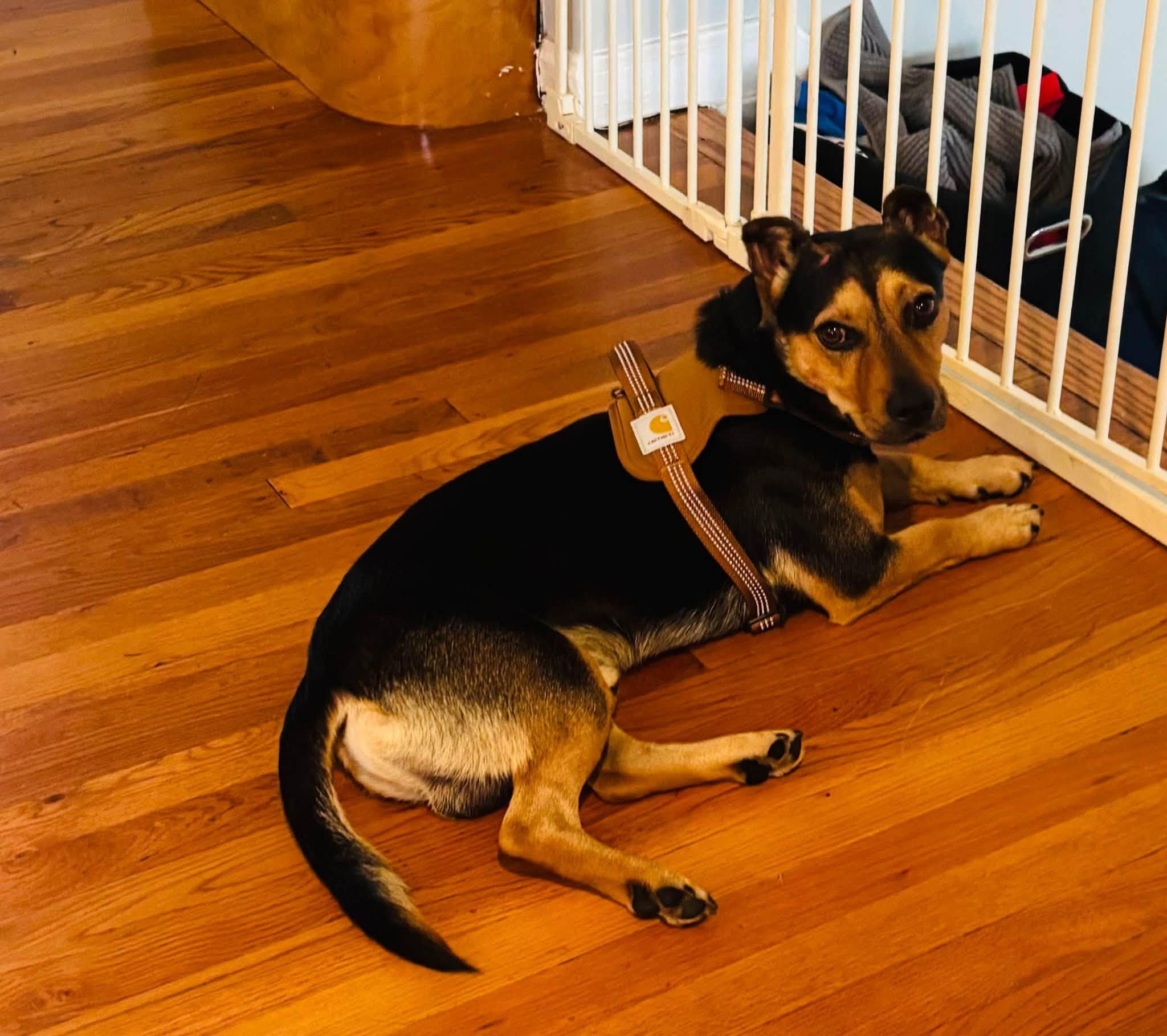 Oscar, ADOPTABLE, Adult Male Mixed Breed.