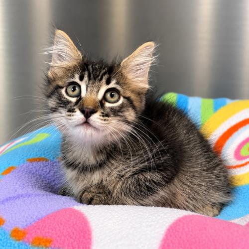 Brock, Adoptable, Kitten Male Domestic Medium Hair.