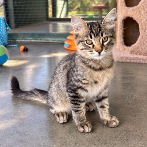 Enlarge Brock, a Adoptable Domestic Medium Hair in Lathrop, CA image 2/3