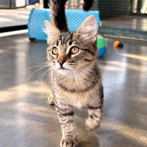 Enlarge Brock, a Adoptable Domestic Medium Hair in Lathrop, CA image 3/3
