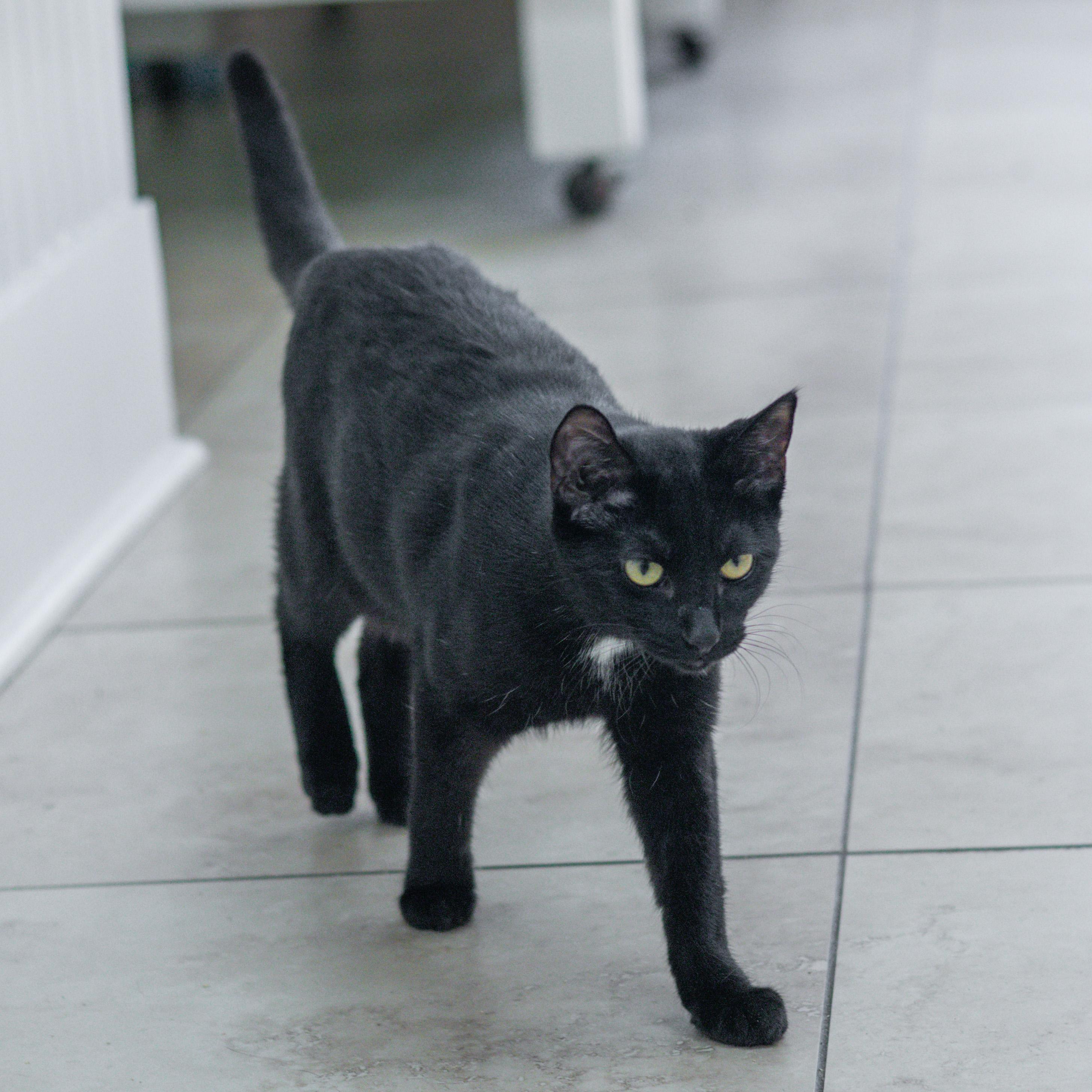 Teddi, Adoptable, Kitten Female Domestic Short Hair.