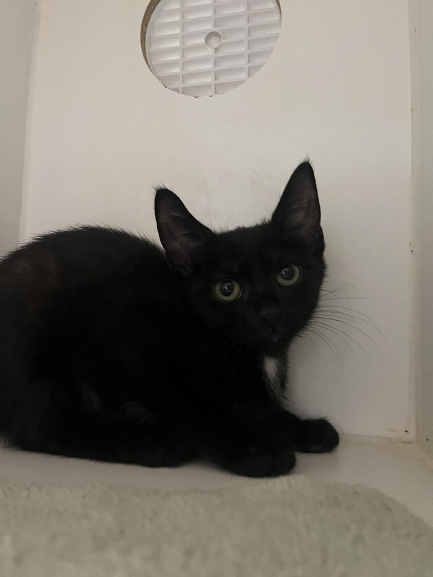 Enlarge Teddi, a Adoptable Domestic Short Hair in Hilton Head Island, SC image 1/1