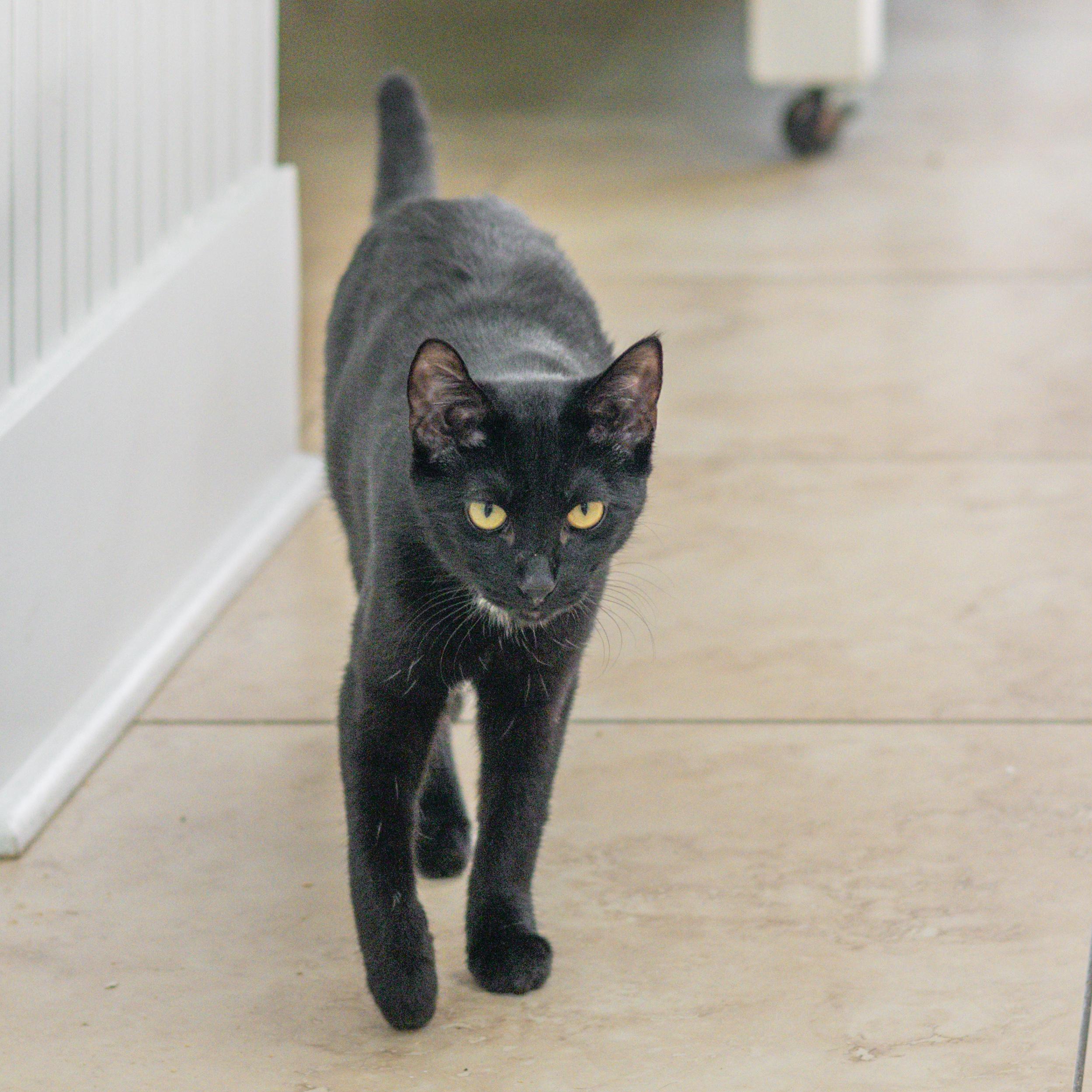 Enlarge Teddi, a Adoptable Domestic Short Hair in Hilton Head Island, SC image 2/3