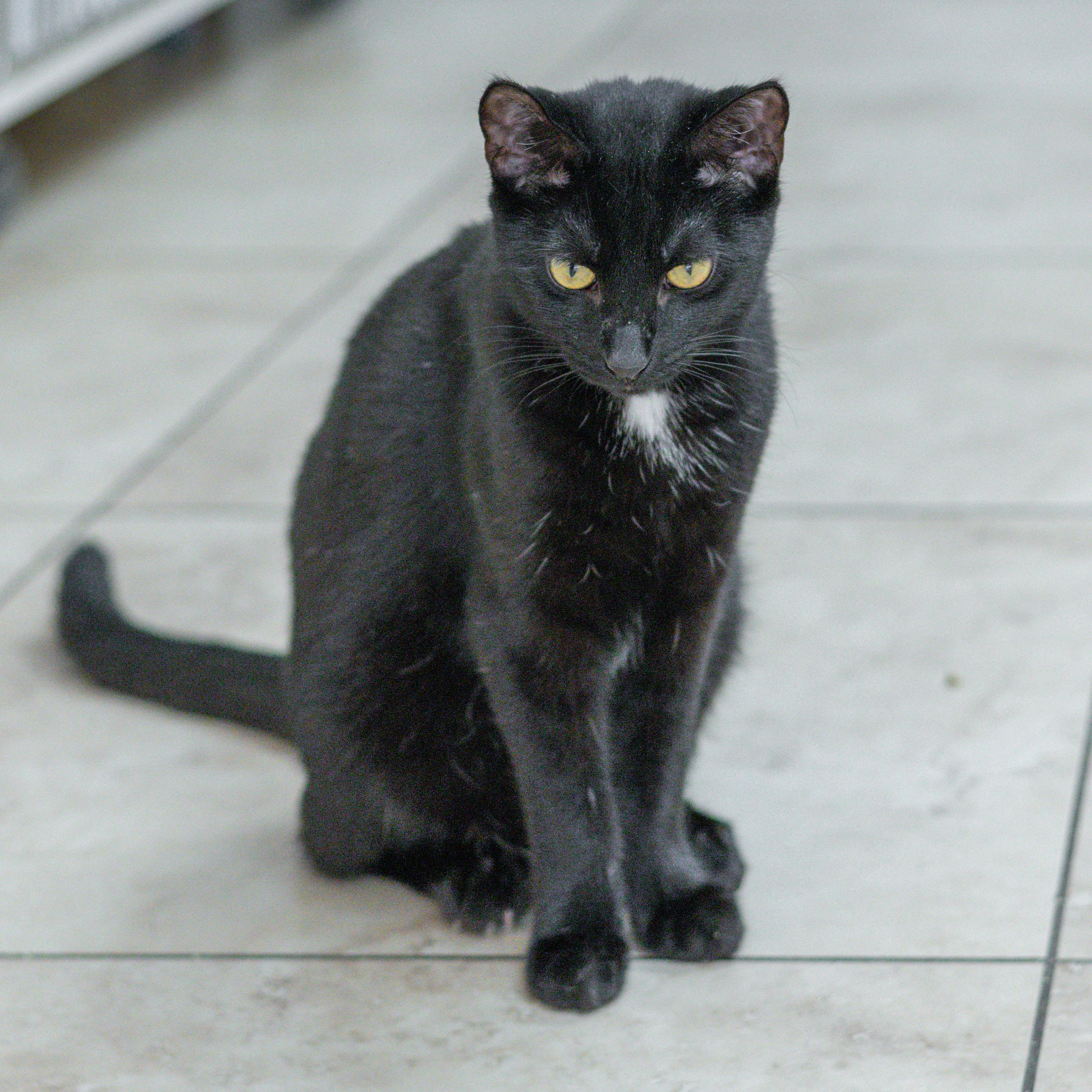 Enlarge Teddi, a Adoptable Domestic Short Hair in Hilton Head Island, SC image 3/3