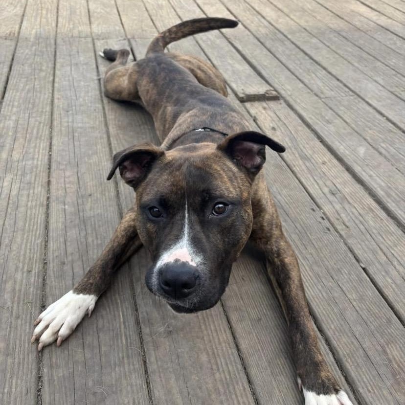 Bacon, ADOPTABLE, Adult Male Pit Bull Terrier.