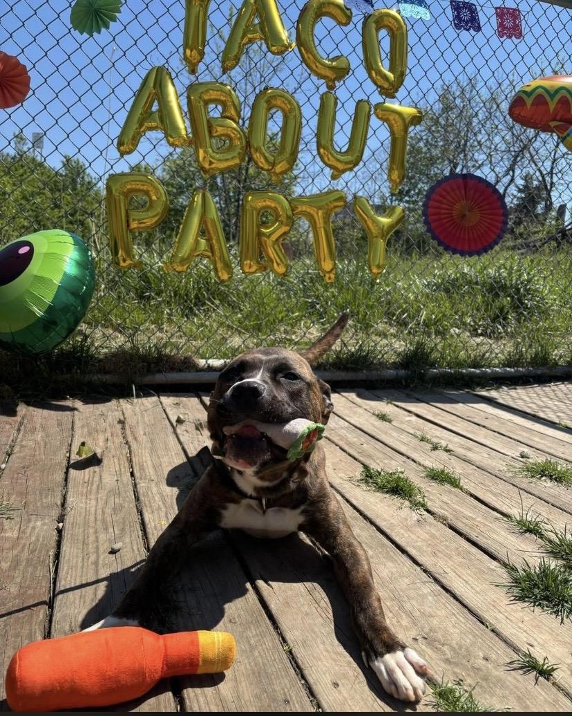 Bacon, a ADOPTABLE Pit Bull Terrier in Philadelphia, PA image 5/5