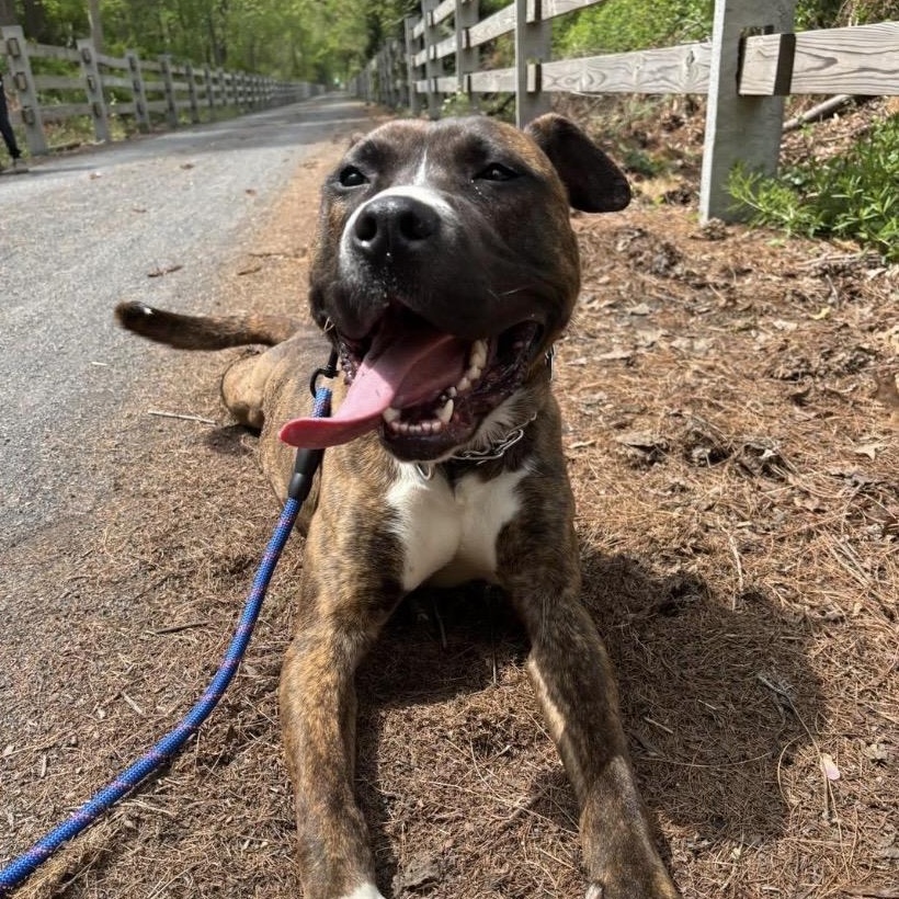 Bacon, a ADOPTABLE Pit Bull Terrier in Philadelphia, PA image 2/5