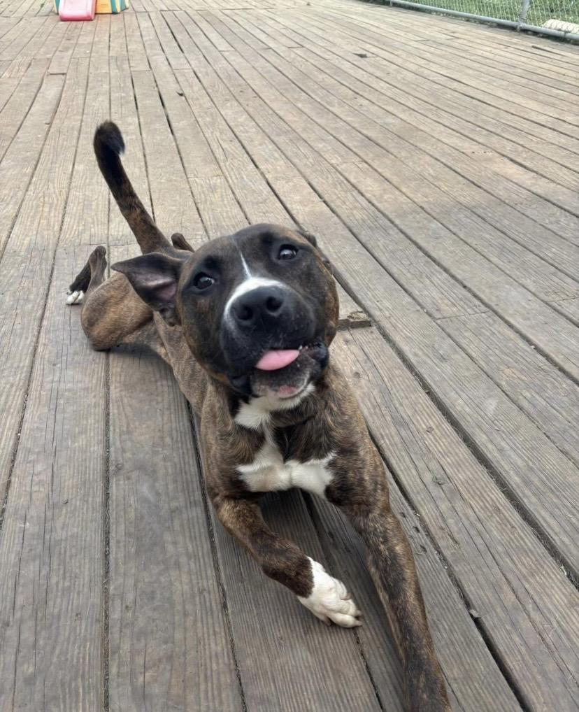 Bacon, a ADOPTABLE Pit Bull Terrier in Philadelphia, PA image 3/5