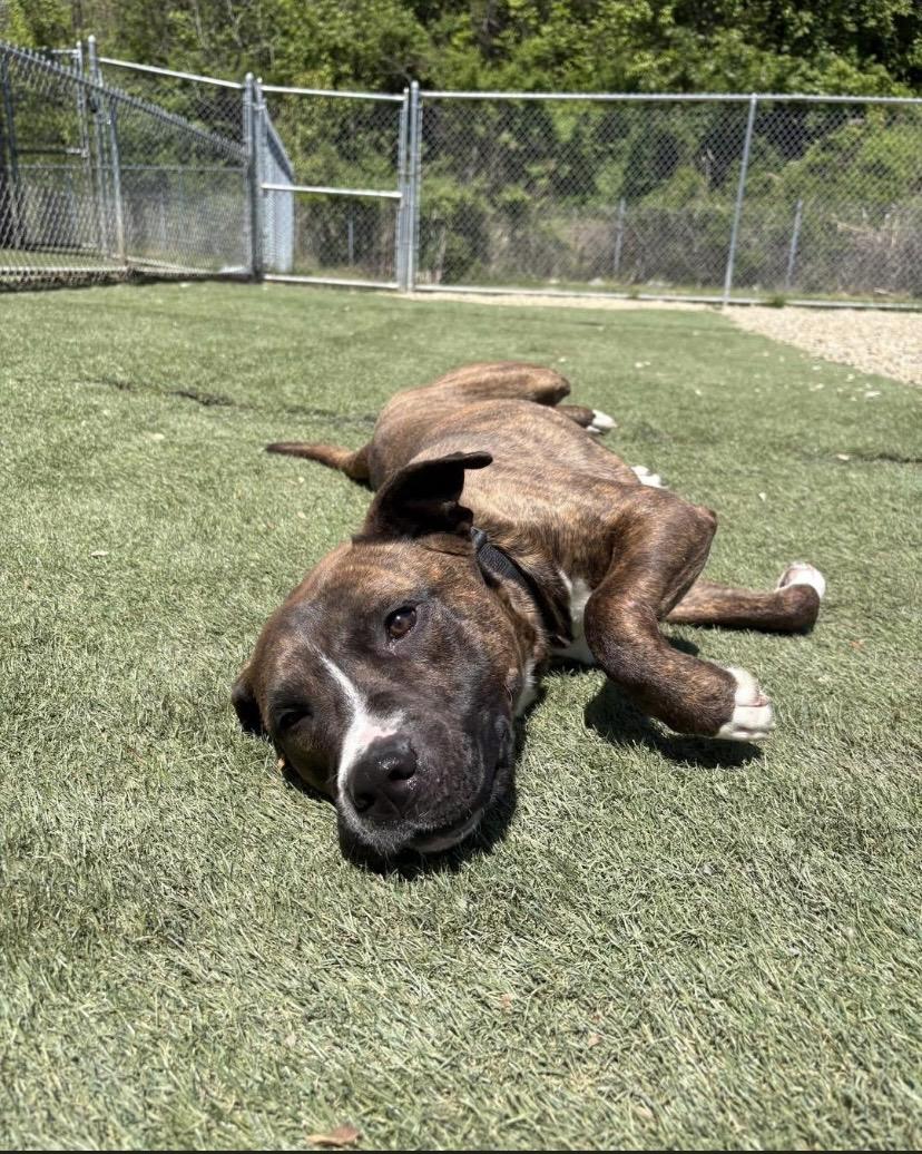 Bacon, a ADOPTABLE Pit Bull Terrier in Philadelphia, PA image 4/5