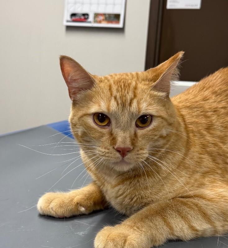 Darby, Adoptable, Adult Male Domestic Short Hair.