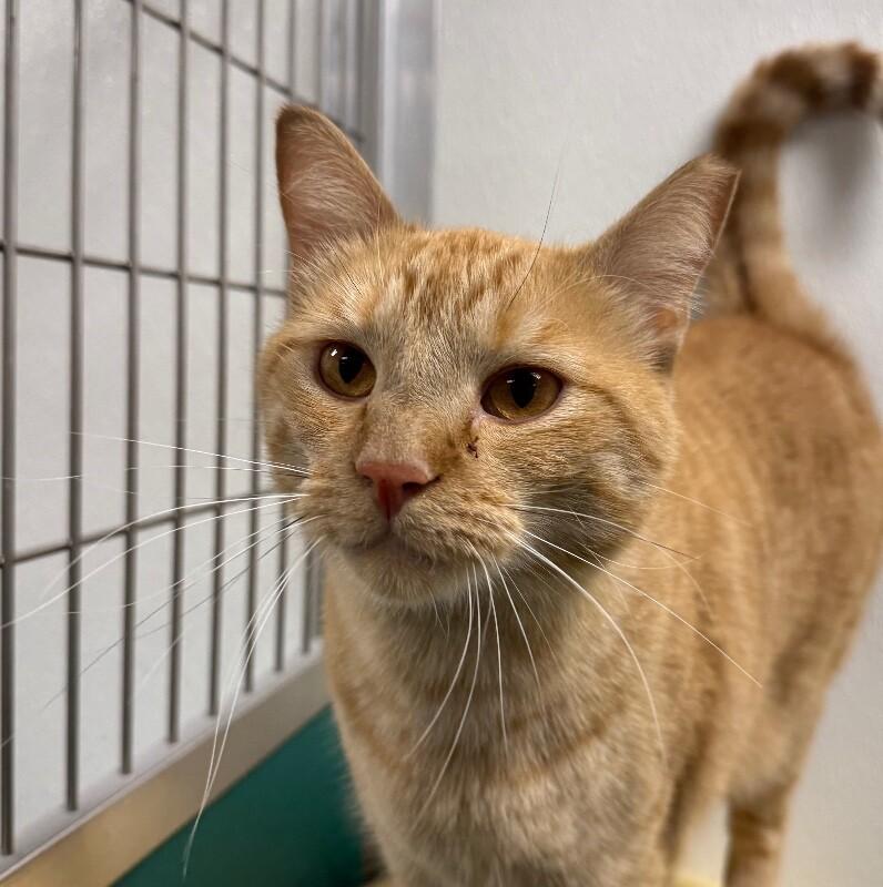 Enlarge Darby, a Adoptable Domestic Short Hair in Yankton, SD image 1/6