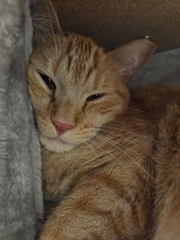 Enlarge Darby, a Adoptable Domestic Short Hair in Yankton, SD image 2/5
