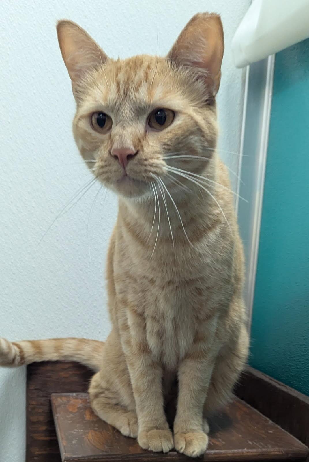 Enlarge Darby, a Adoptable Domestic Short Hair in Yankton, SD image 2/6