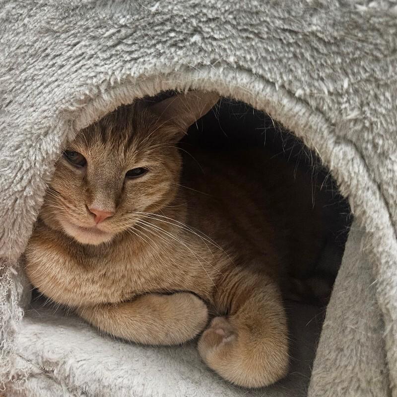 Darby, Adoptable, Adult Male Domestic Short Hair.