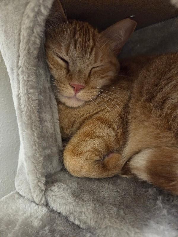 Enlarge Darby, a Adoptable Domestic Short Hair in Yankton, SD image 3/5