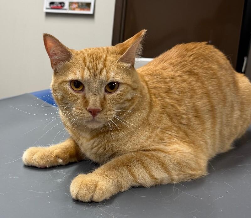 Enlarge Darby, a Adoptable Domestic Short Hair in Yankton, SD image 4/5