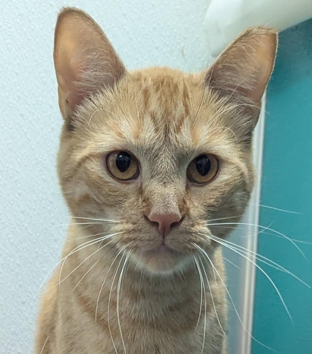 Enlarge Darby, a Adoptable Domestic Short Hair in Yankton, SD image 4/6