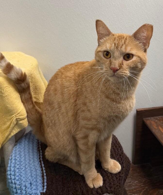 Enlarge Darby, a Adoptable Domestic Short Hair in Yankton, SD image 5/6