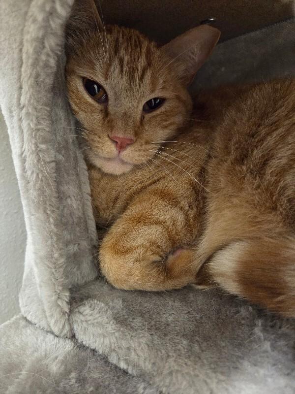 Enlarge Darby, a Adoptable Domestic Short Hair in Yankton, SD image 5/5