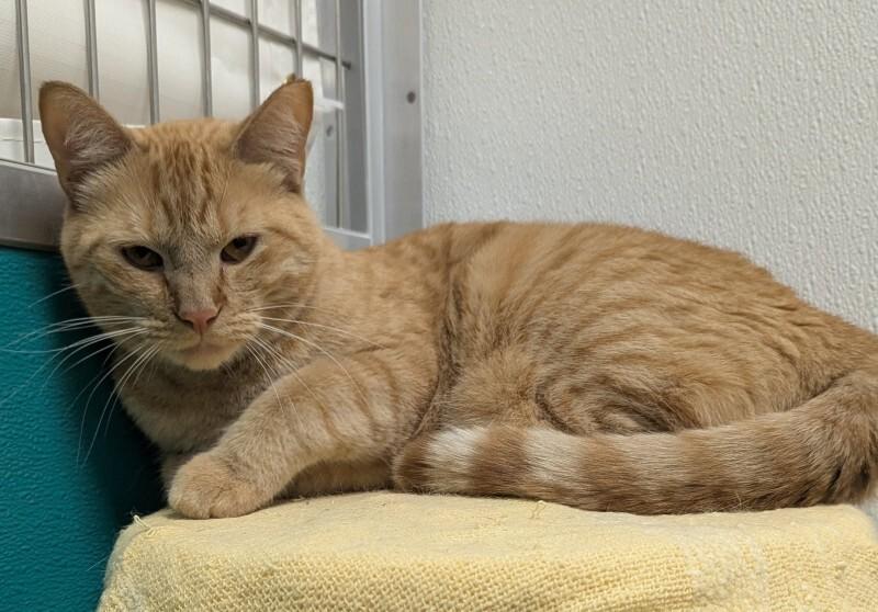 Enlarge Darby, a Adoptable Domestic Short Hair in Yankton, SD image 6/6